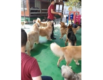 onde encontrar hotel de cachorro no Aeroporto