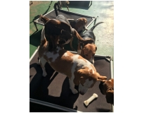 onde encontrar hotel para cachorro diária na Barra Funda