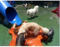 onde encontrar hotel para cachorro no brooklin Água Azul