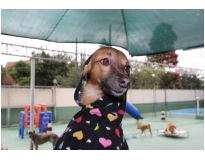 onde encontrar resort de cães no Jardim Bonfiglioli
