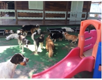 onde encontrar spa canino na Água Branca