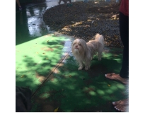 onde encontrar spa e day care para cães no Tucuruvi