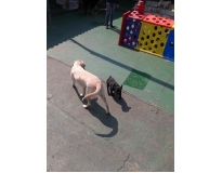 onde encontrar spa especializado em cães em Belém