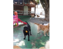 onde encontrar spa para cachorros em Aricanduva