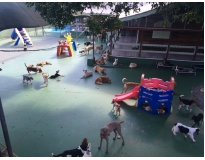onde encontrar spa para cães em são paulo Jardim Fortaleza