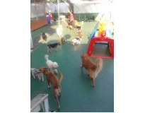 pets spa em São Mateus