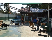 quanto custa creche de cachorro no Brás