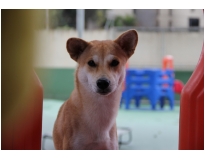 quanto custa creche para cachorro na Vila Formosa