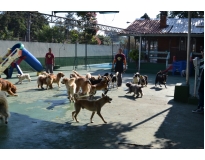 quanto custa creche para cães em Moema