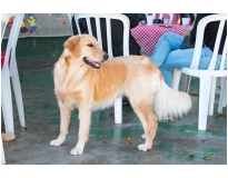 quanto custa day care em animais na Vila Carrão