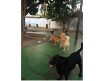 quanto custa day care para cachorro na Bela Vista