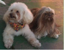 quanto custa day care pet shop no Ipiranga