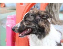 quanto custa hospedagem de cães Macedo