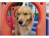 quanto custa hotéis de cães na Cidade Patriarca