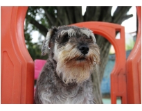 quanto custa hotel creche para cães em Itaquera