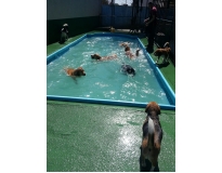 quanto custa hotel para cachorro em sp na Vila Guilherme