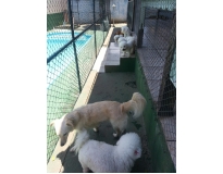 quanto custa hotel para cachorro no brooklin no Pacaembu
