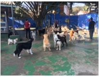 quanto custa hotel para pet em Pinheiros