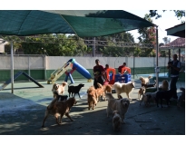 quanto custa hotel pra cachorro em Perdizes