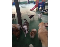 quanto custa hotel spa para cães no Jardim Iguatemi