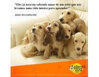 quanto custa serviços de spa canino na Cidade Patriarca
