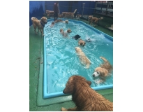 quanto custa spa de cachorro no Bom Retiro