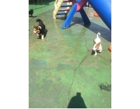 quanto custa spa para animais em Santana