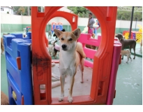 resort de cães preço na Vila Medeiros