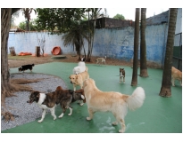 resort de cão em Perus