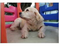 resort para cão em Raposo Tavares