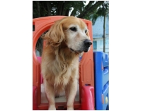 serviço de creche para cachorro na Santa Efigênia