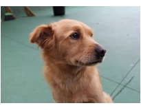 serviços de creche para cachorro preço em Santana