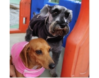 serviços de creche para cachorro Jardim Aracília