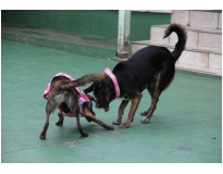 serviços de hotel para cachorros em Higienópolis