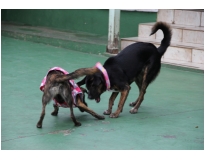 serviços de hotel para cachorros no Campo Grande