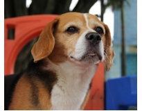 serviços de hotel para cães preço na Vila Esperança