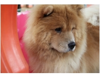 serviços de hotel para cães em Itaquera