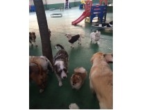 serviços de spa canino preço no Brás