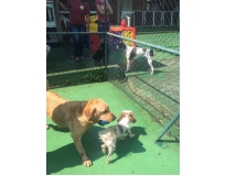 serviços de spa canino no Morumbi