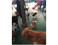 serviços de spa caninos no Alto de Pinheiros