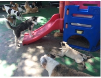 spa canino na Vila Leopoldina