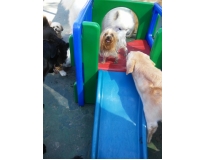 spa caninos em São Domingos