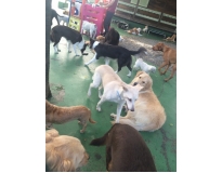 spa com day care canino preço no Jardim São Luiz