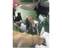 spa com day care canino Vila Augusta