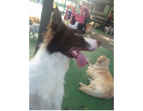 spa com day care caninos em Cachoeirinha