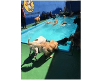 spa de cachorro no Ibirapuera