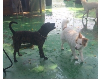 spa e day care para cães preço Jardim Fortaleza