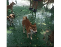 spa e day care para cão no Jardim América