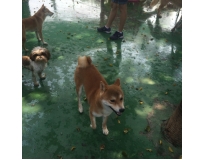 spa e day care para cão no Morumbi