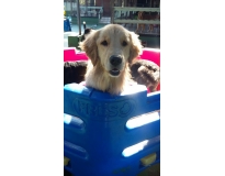 spa especializado em cães preço na Ponte Rasa